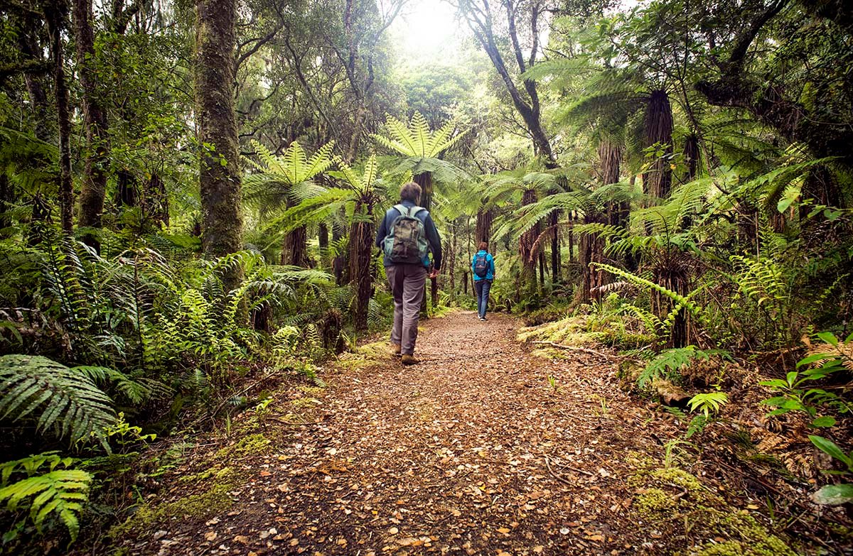 Whirinaki Forest Park